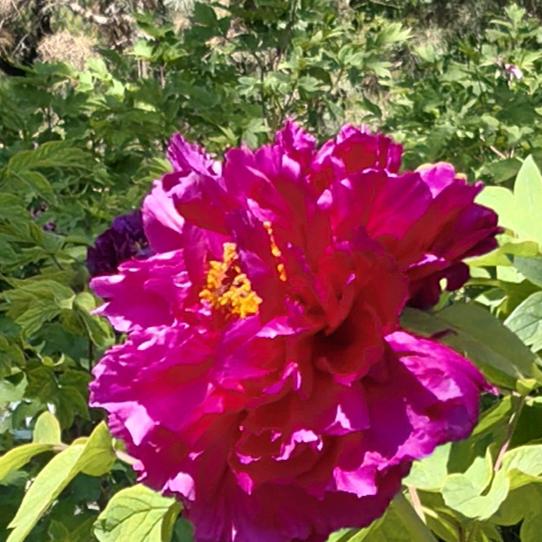 🌟简单的我（kk）