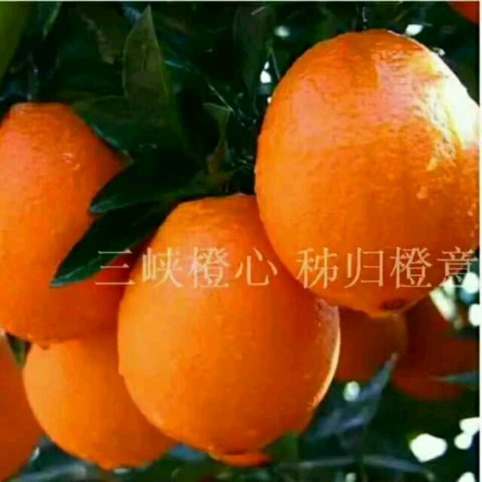 橙好（甜）🍒🍇🍓🍎🍊
