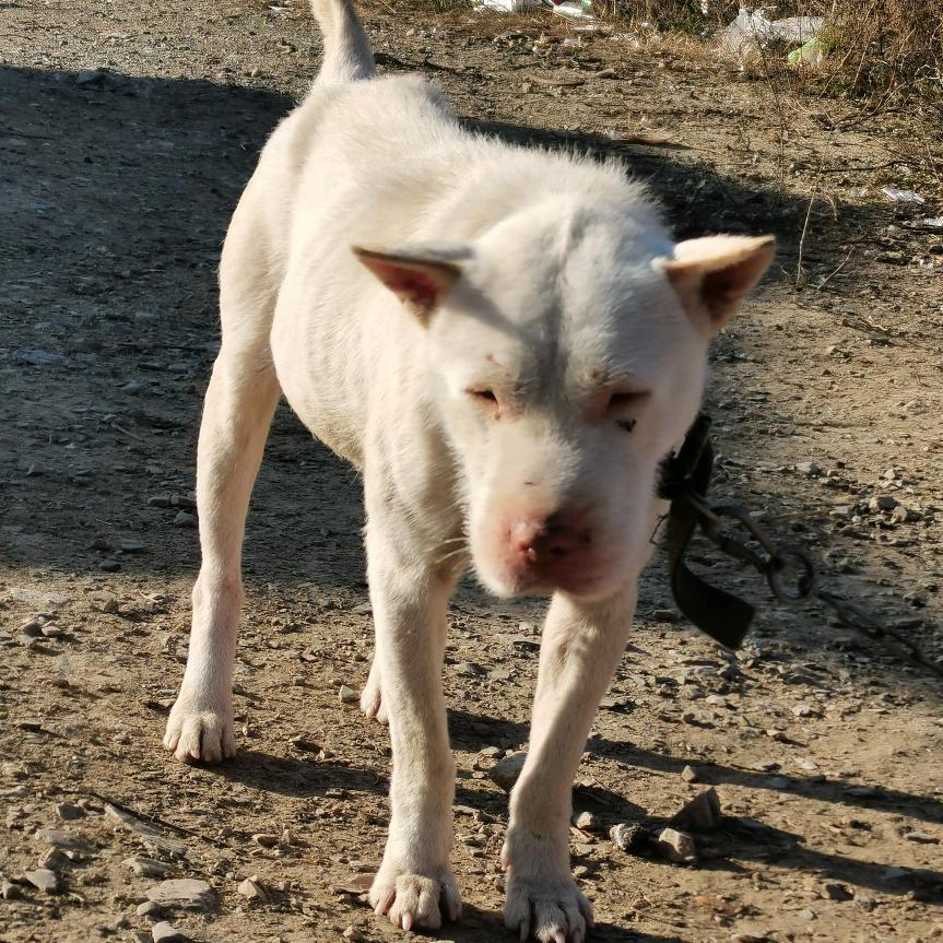 西北光头强机油手