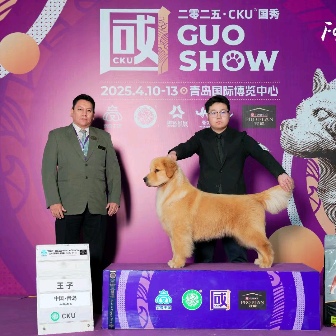 金毛樱桃