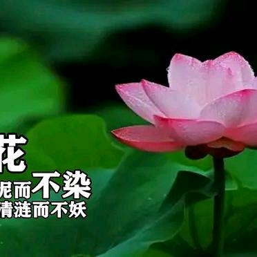 真情思念