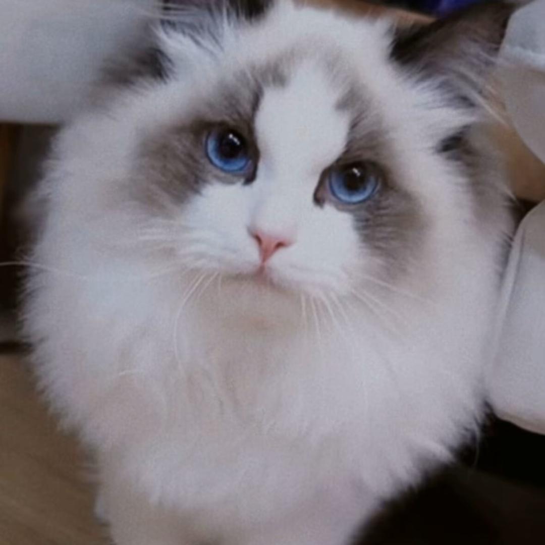 柠檬