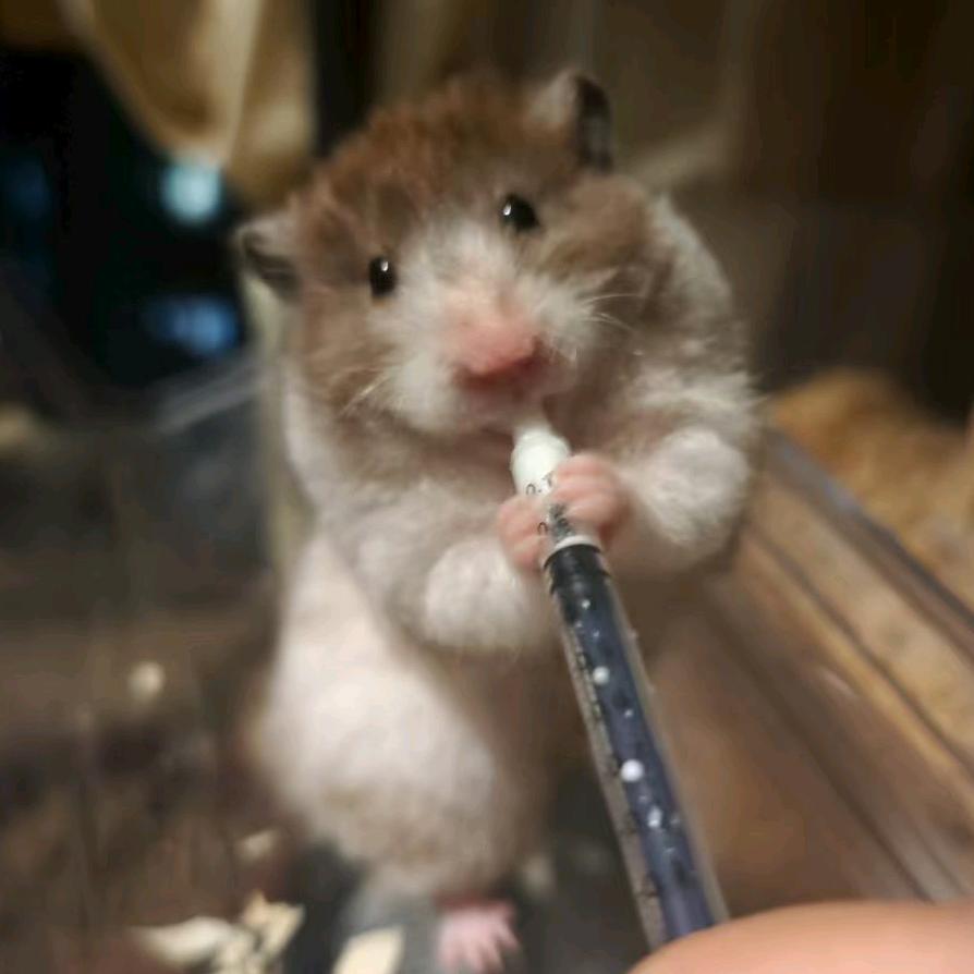 绿厂打工的好摄之徒📷