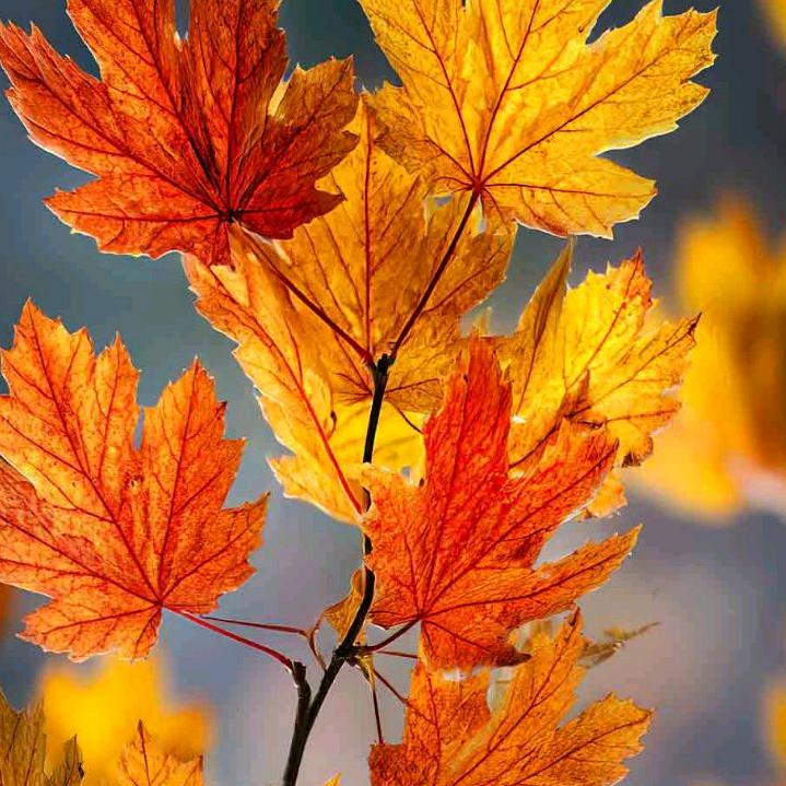 苏苏 《情感文字》