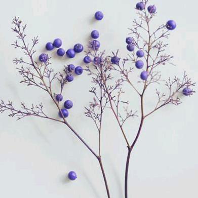 木木。
