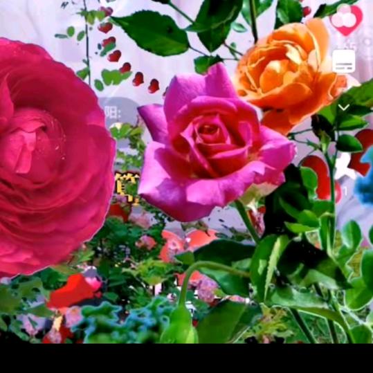 平哥我在等你。🌹🌹🌹❣️❣️❣️