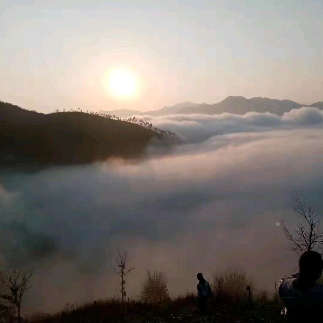 小芋圆