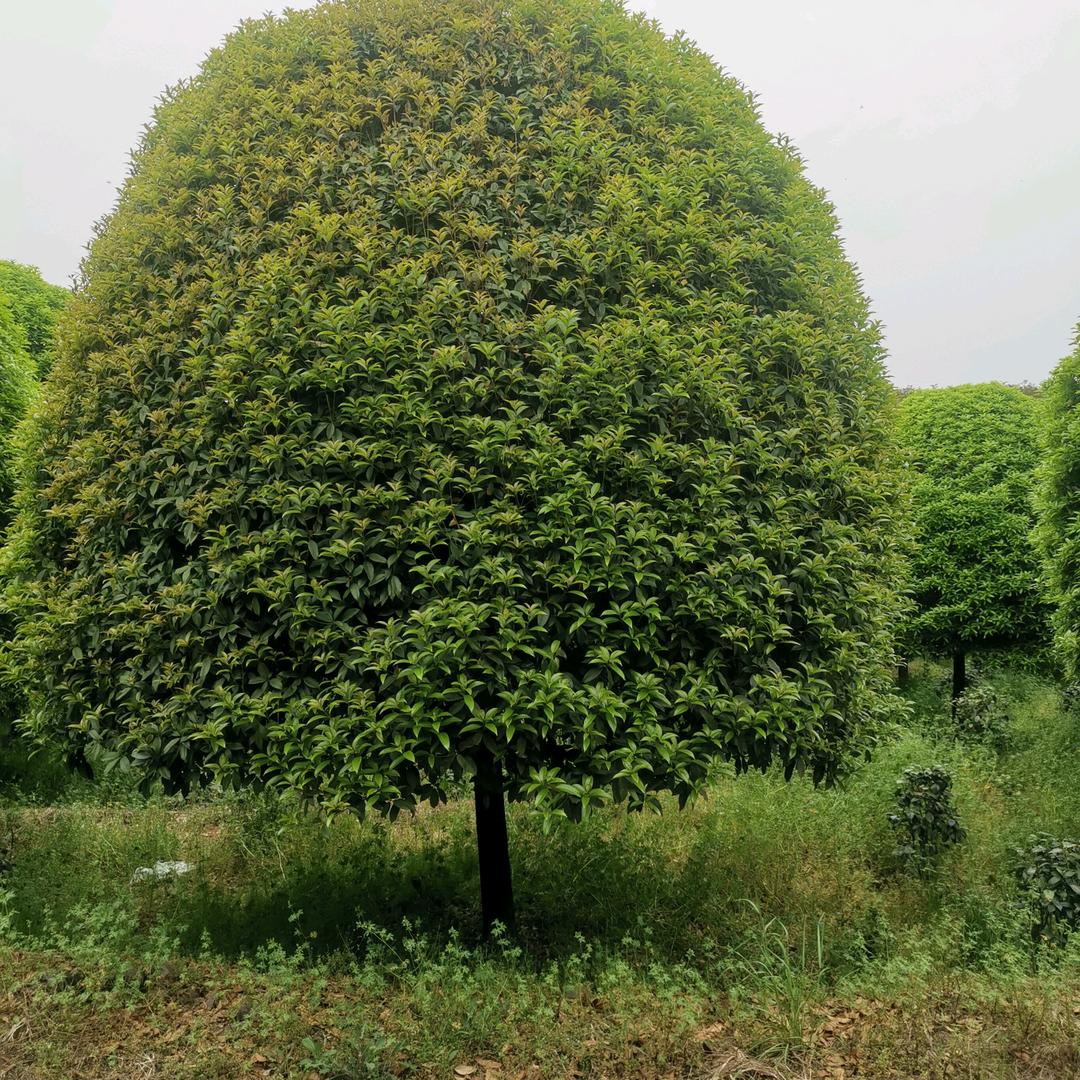 浙江金华芳香园林绿化有限公司