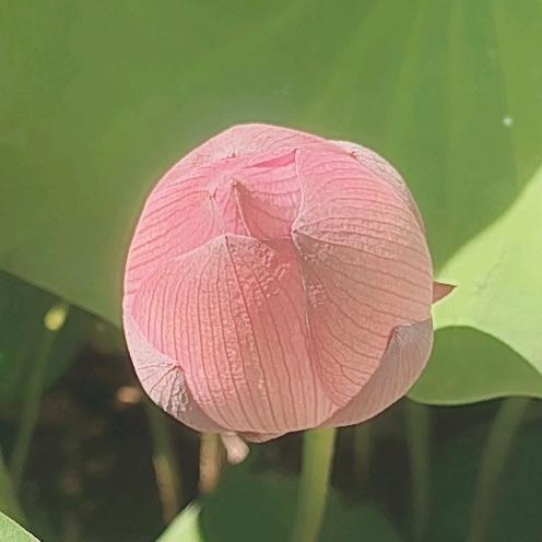 吉祥如意