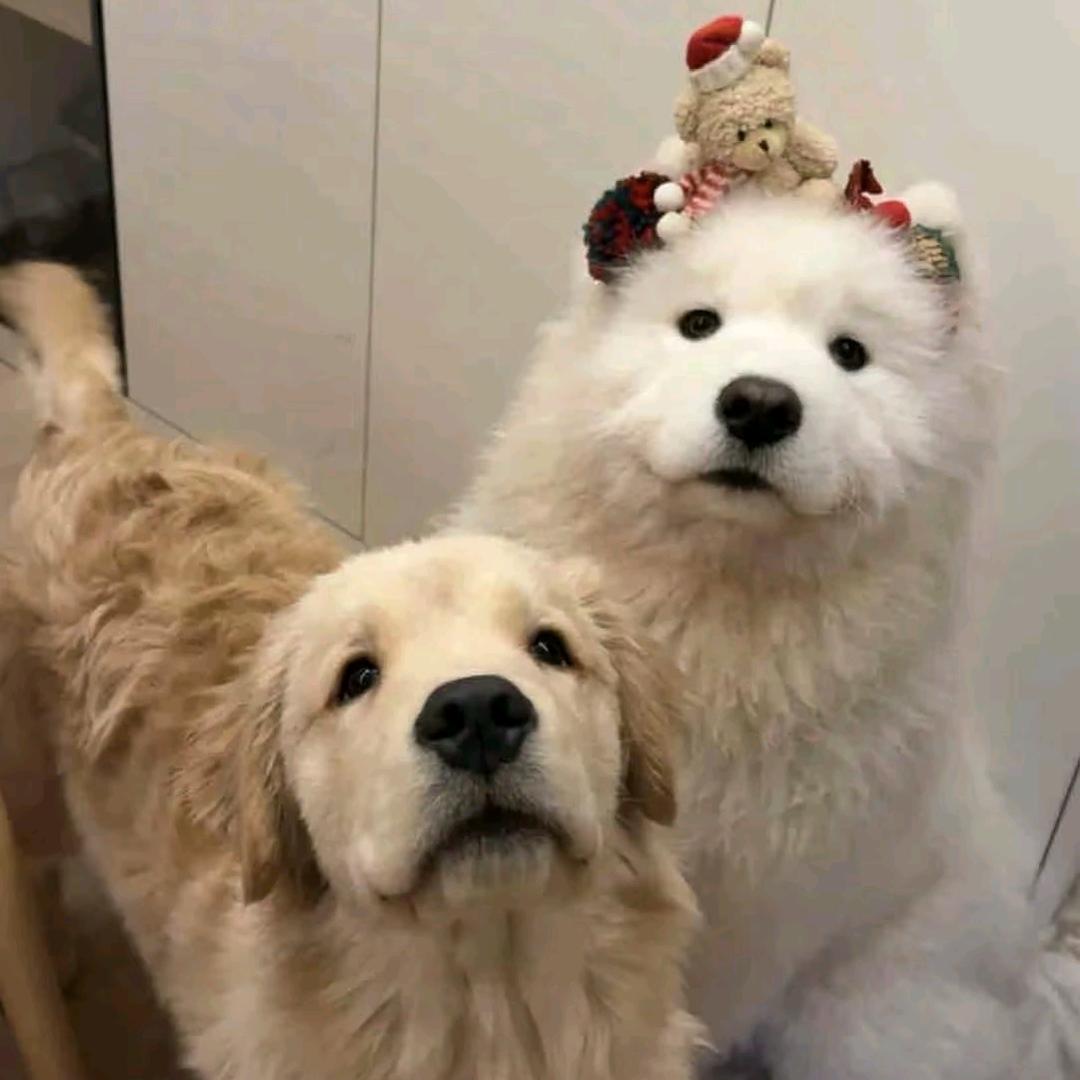 臭臭《三角洲行动》