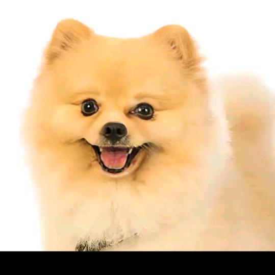 南哥