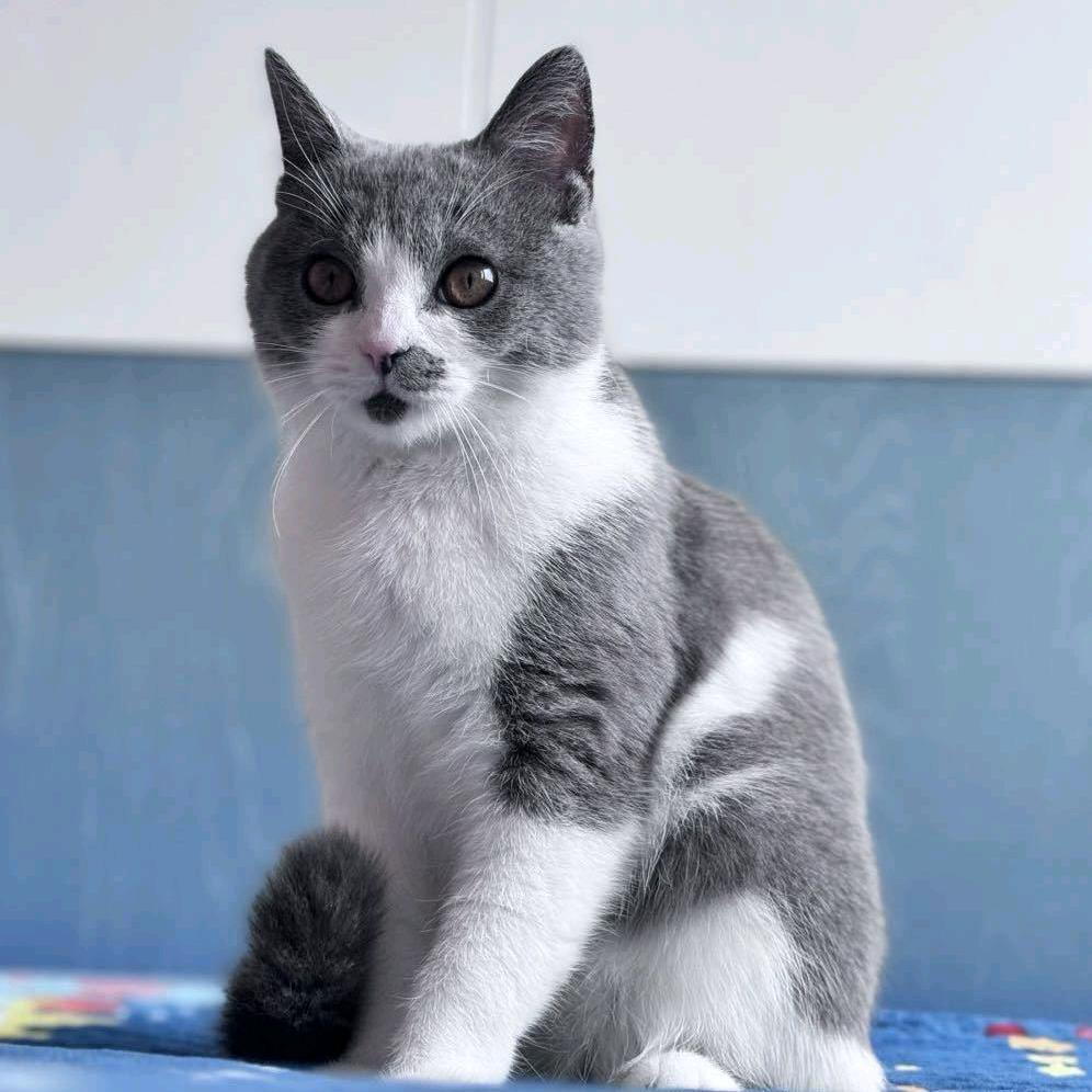 大灰与小黄🐈