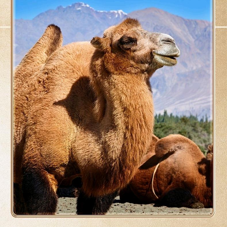 高钙益生菌驼奶营养粉