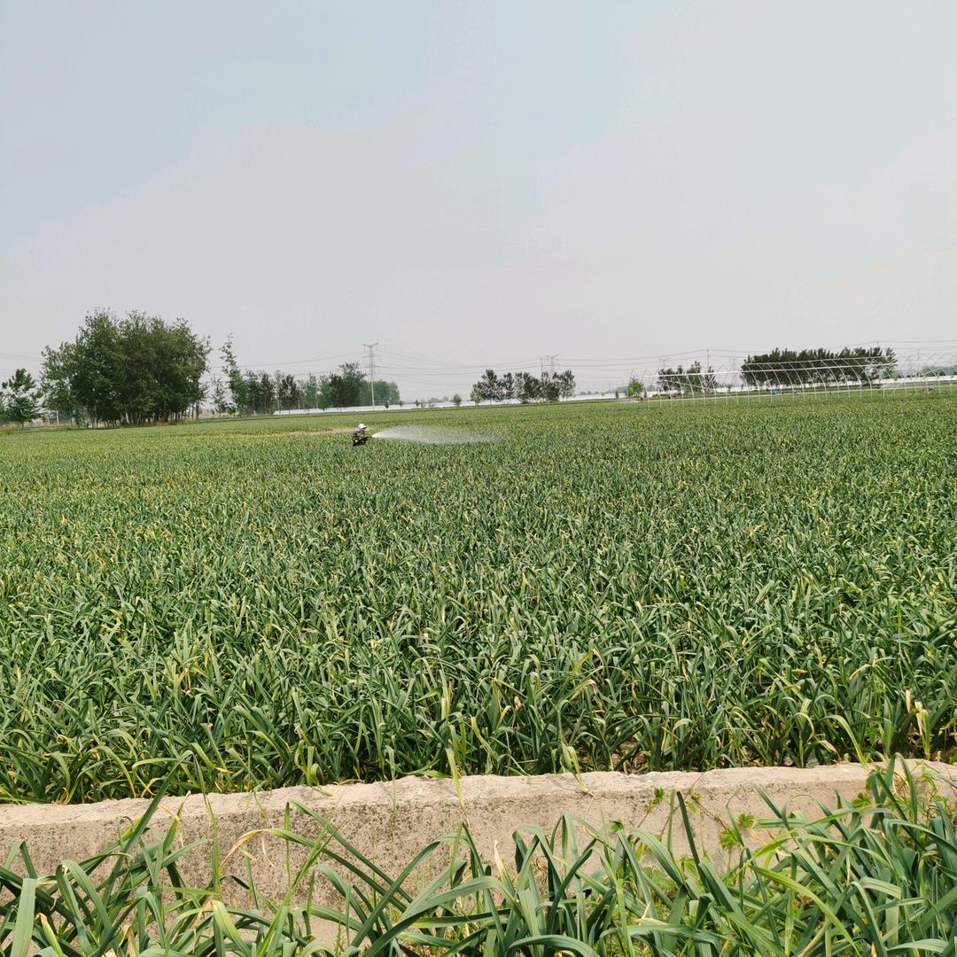 邳州市杜伟农资门市