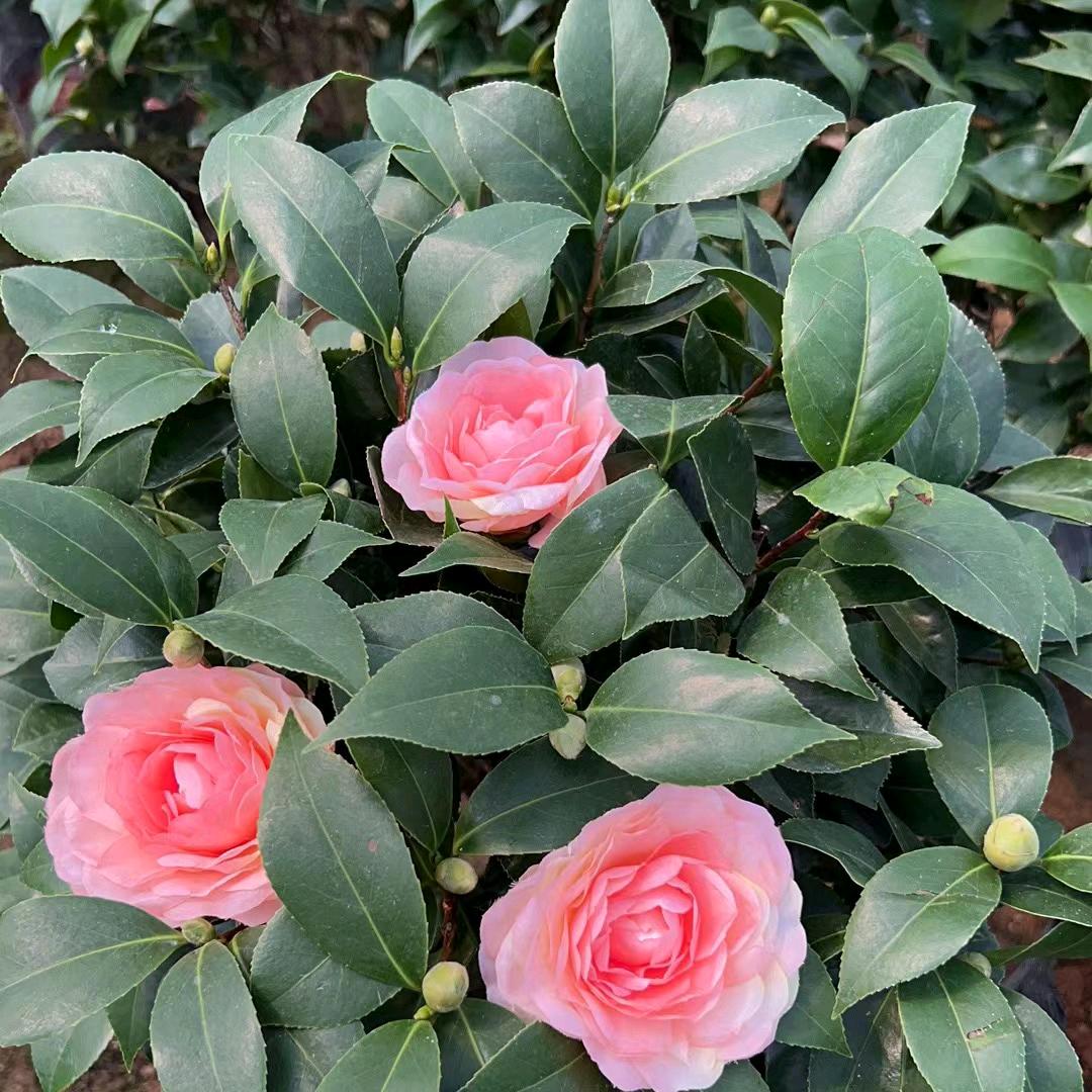 程驿花卉