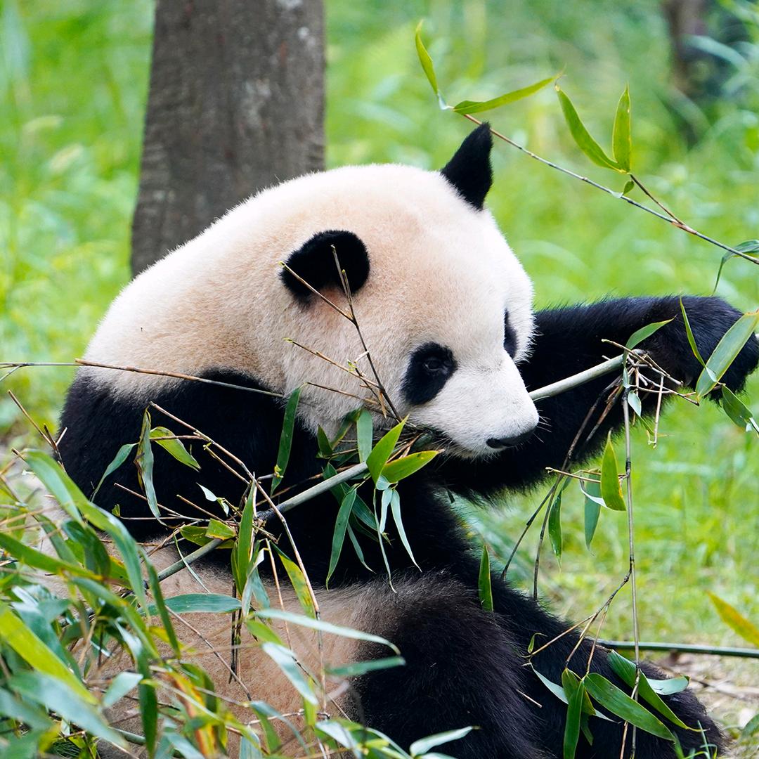南风一梦