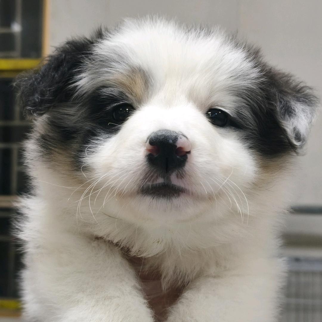 深圳宠物城市展厅