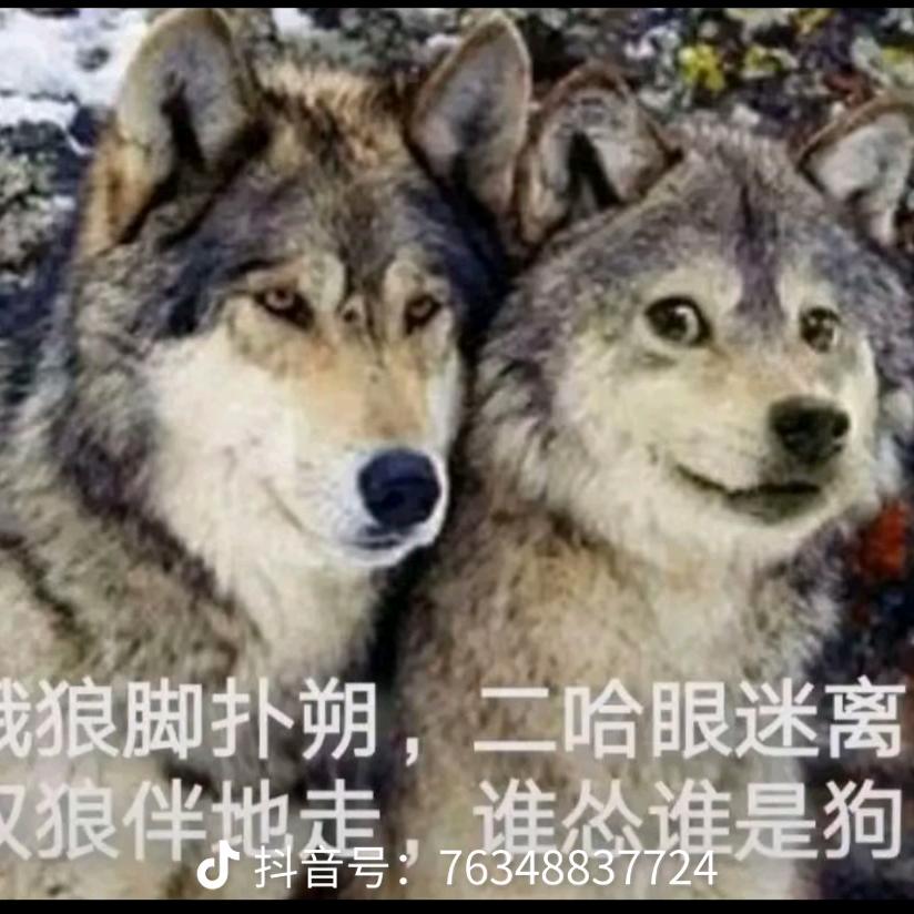 月亮带走了皎月