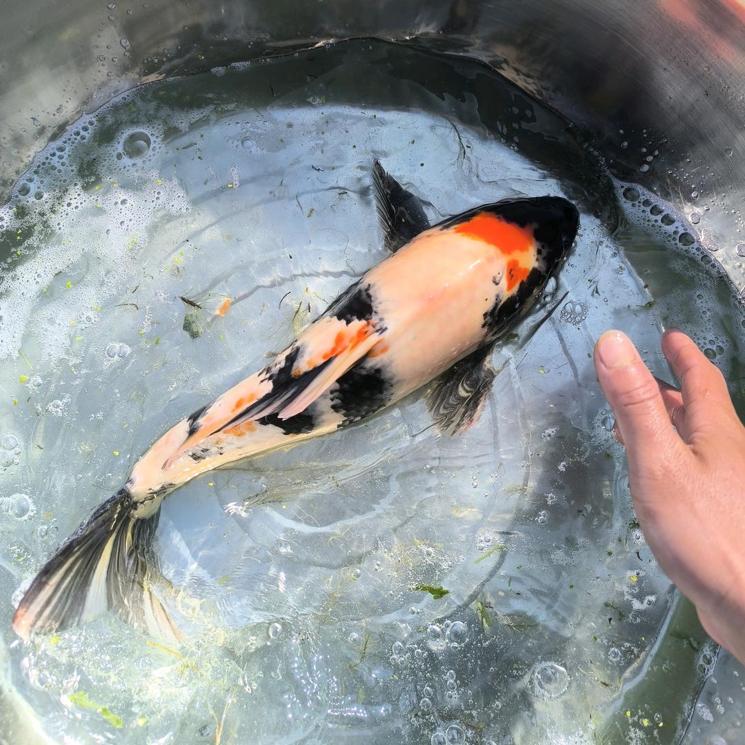 桂澜水产养殖