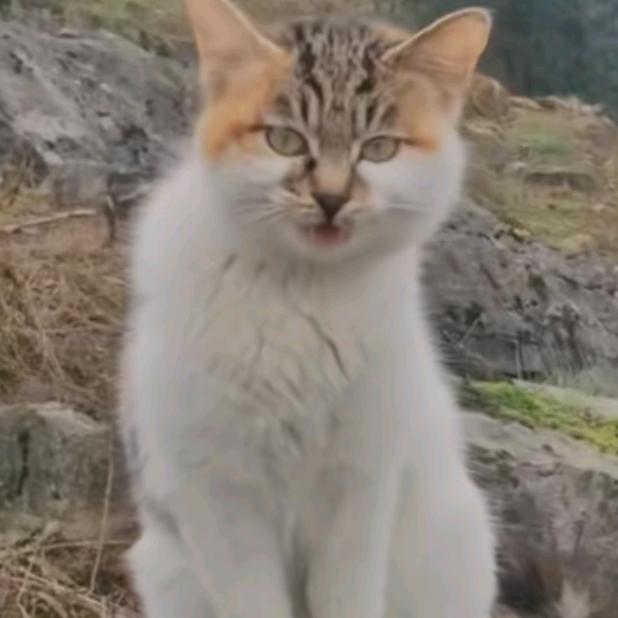 博朗（动物舍）