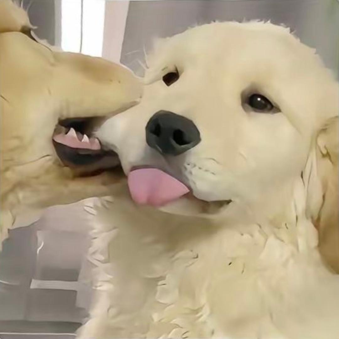 `笨蛋修勾./ྀི🐾