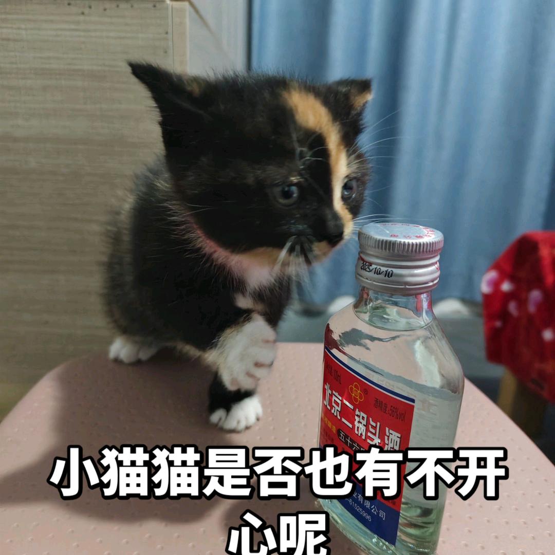 左心房有猫，右心室有狗！