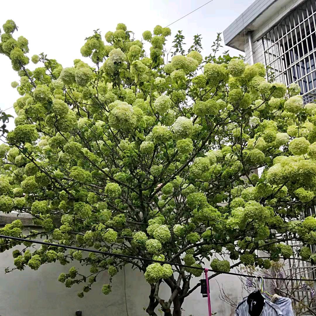 大花木绣球斗球搬运工