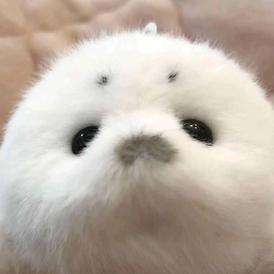 年少知北游
