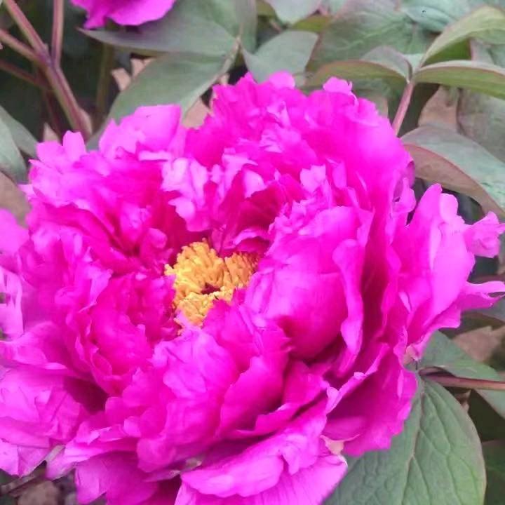 暗香浮动红唇💋