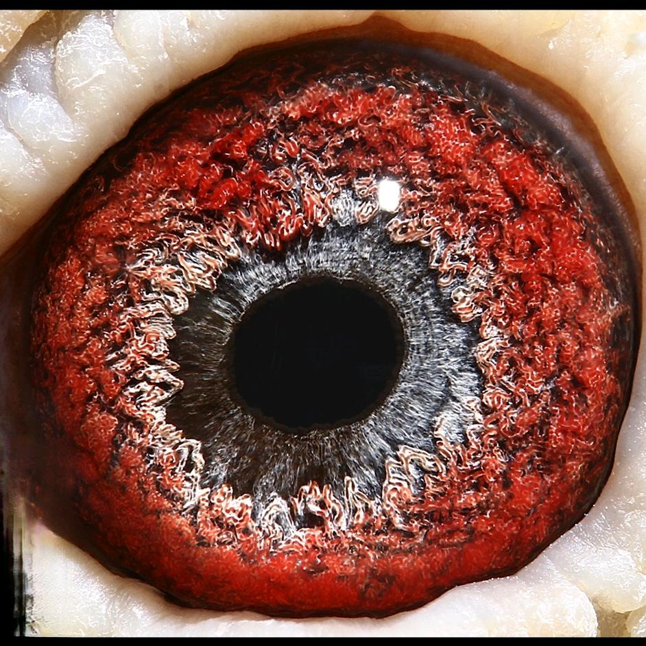 志远宠物信鸽文化