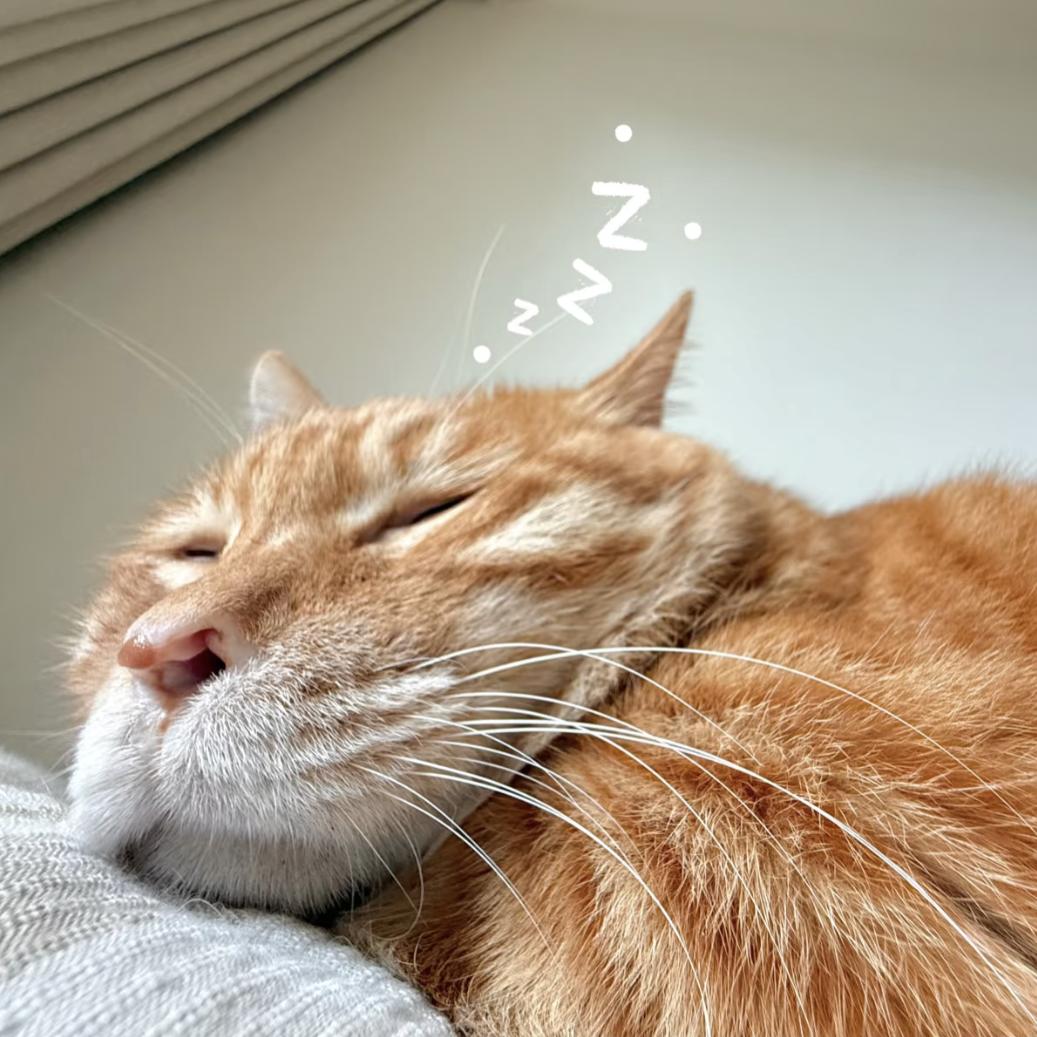 爱吃花椒的大喵