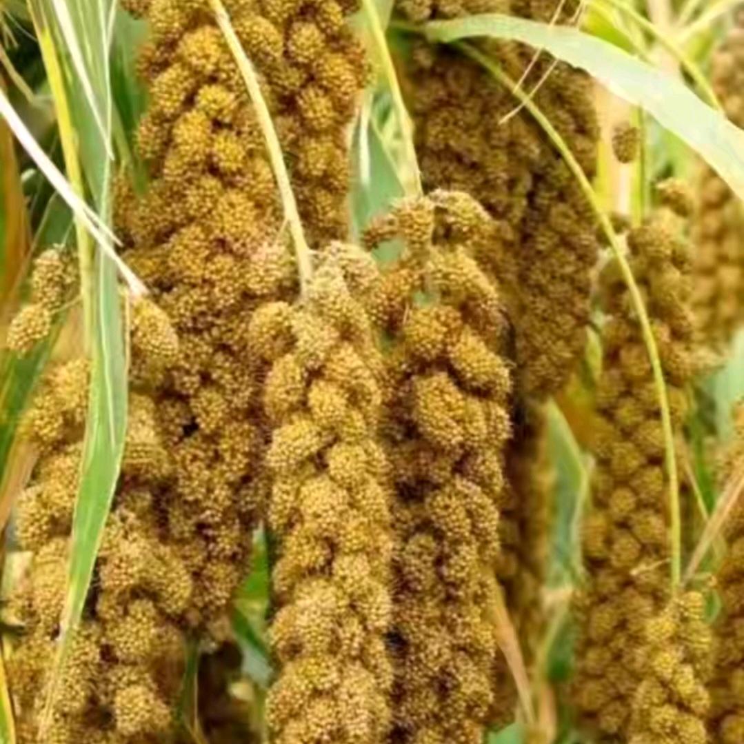 镇硕牧场直喷全脂奶粉