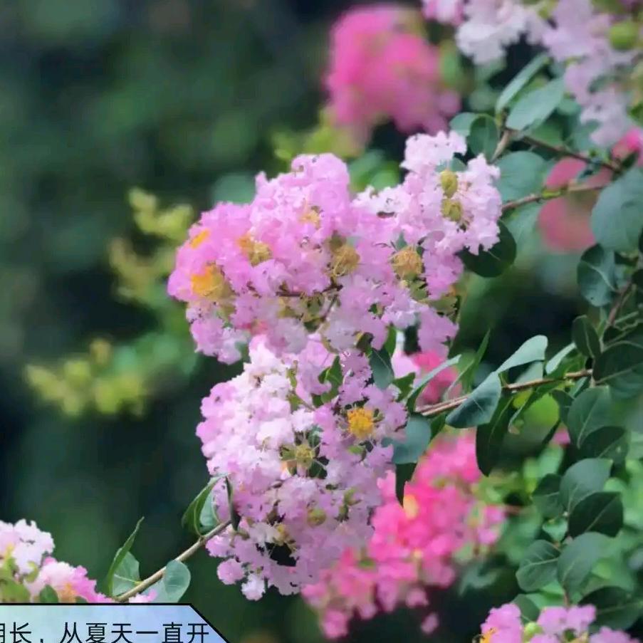 爱在七元前