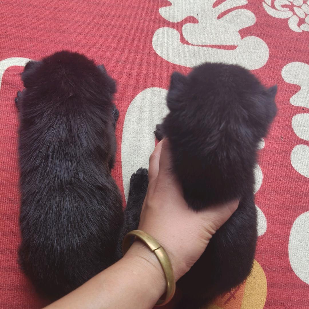 ঔঁ瘋꯭吖꯭頭ঔঁ