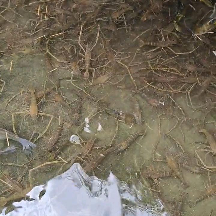 户外河虾～诱虾