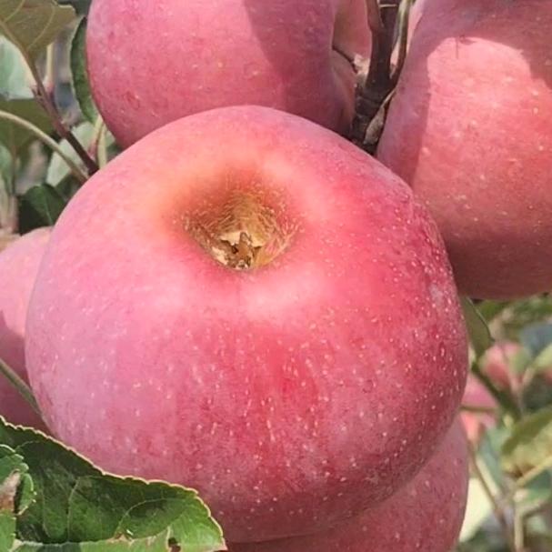 泸沽湖.小海豚农场