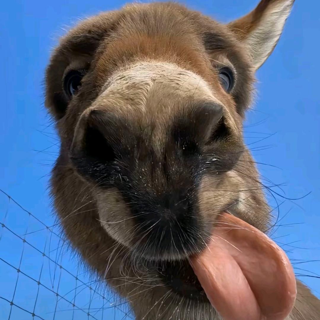 刘筋儿已吃饱🦄🦄