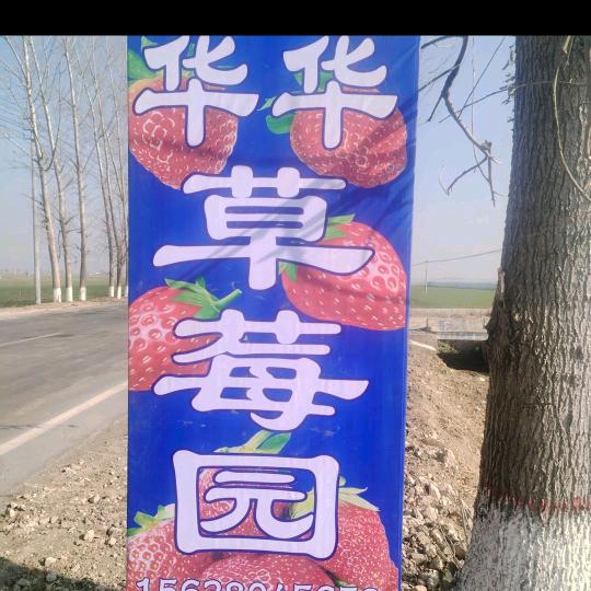 华华草莓园，欢迎光临