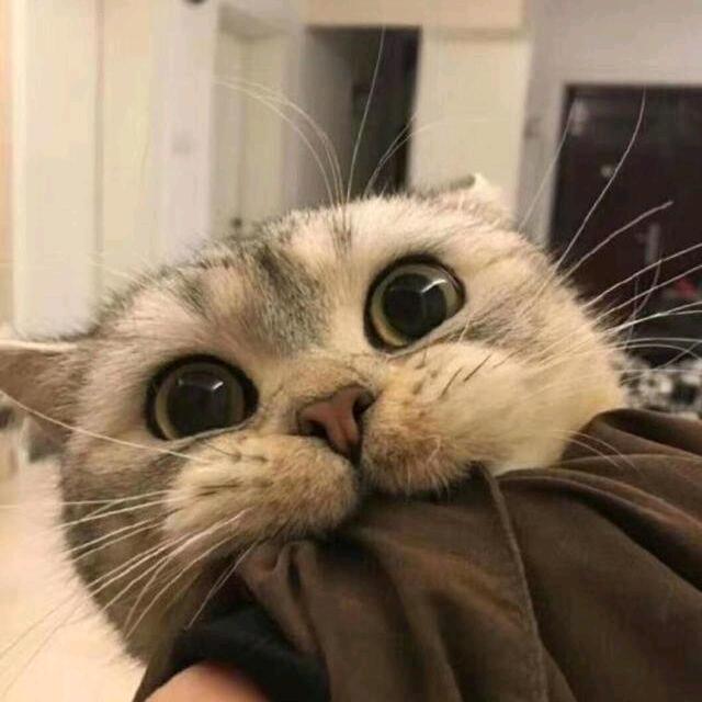不说再见👋