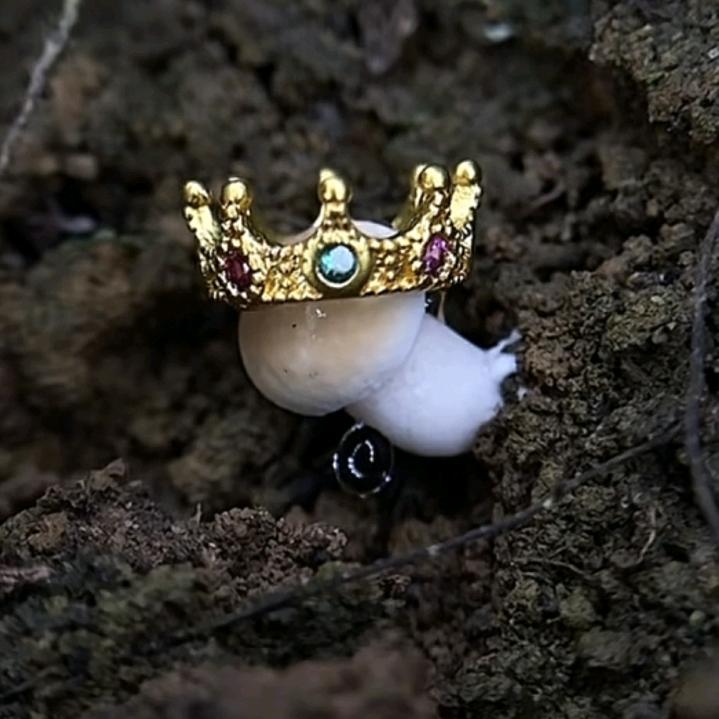 挖了蘑菇累死