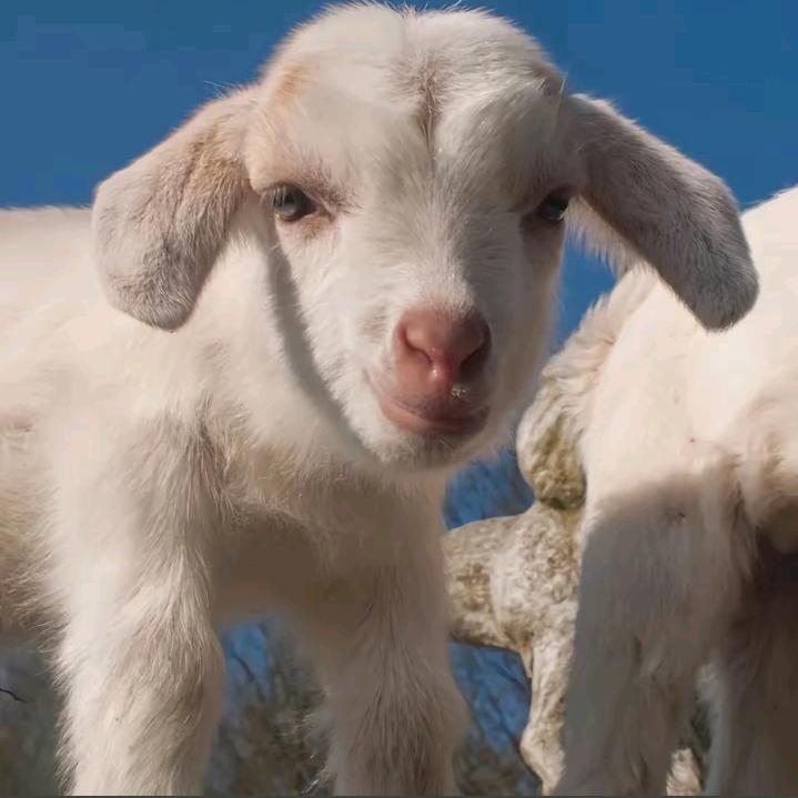 小绵羊🐑