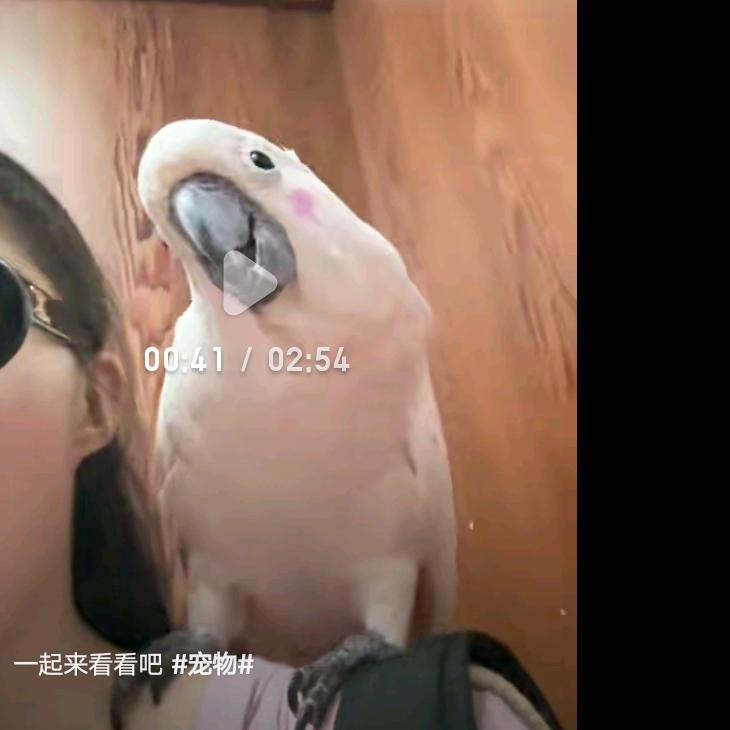 小丑鱼