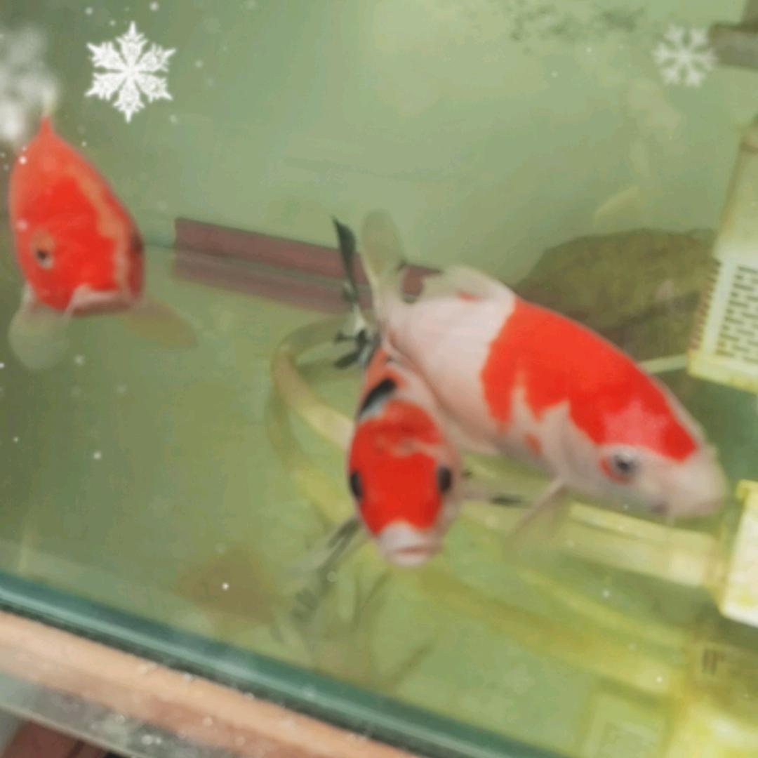 魚大哥