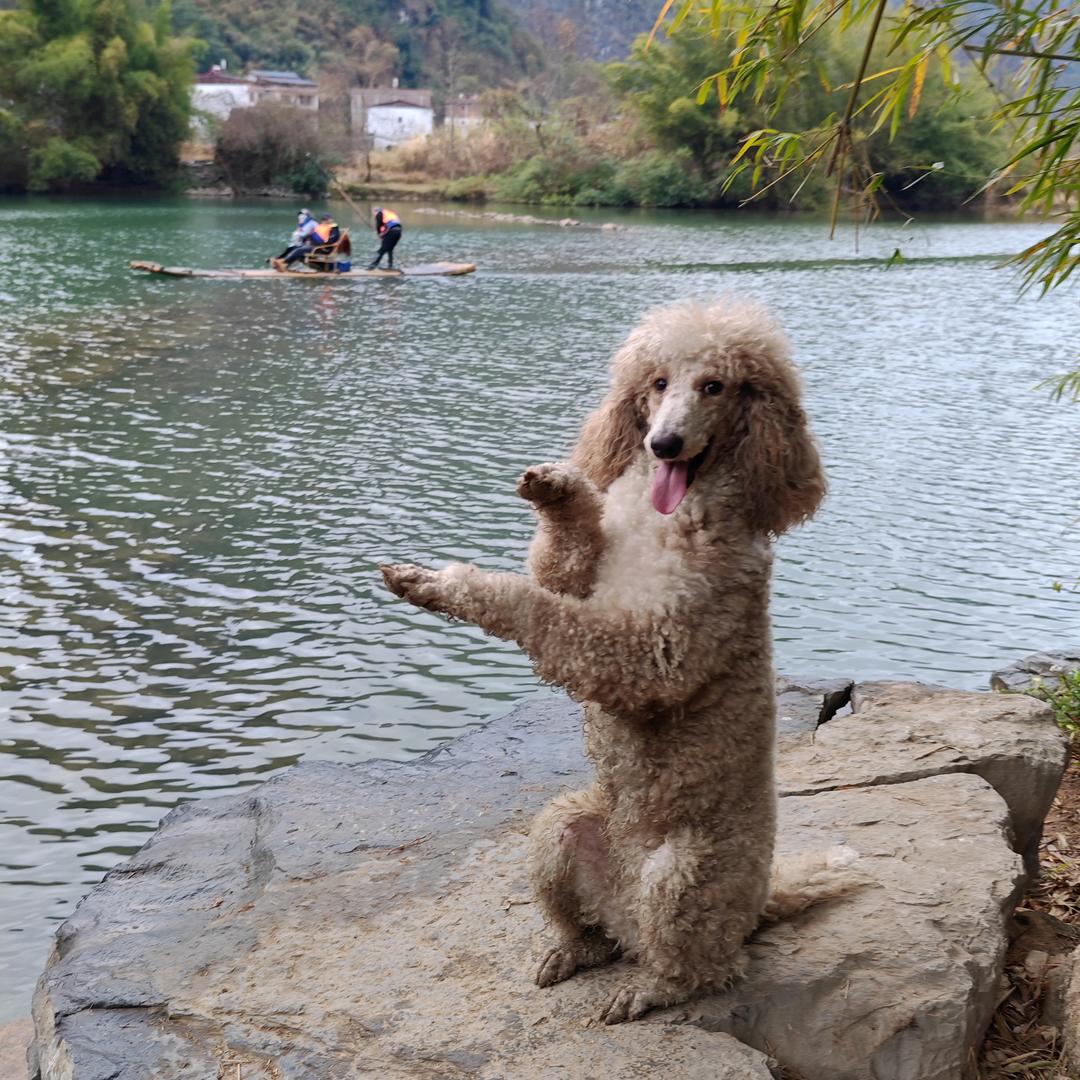 滑板来福（巨贵）