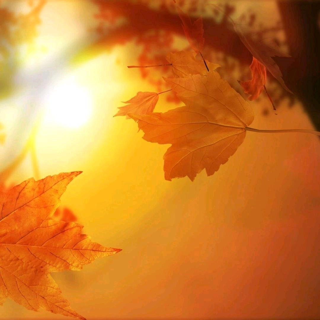 马兰花开·梦回大唐