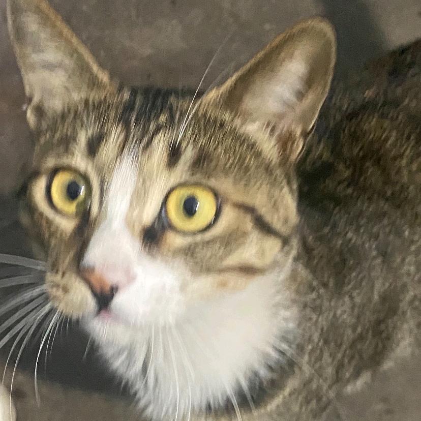 爱猫咪，求互关