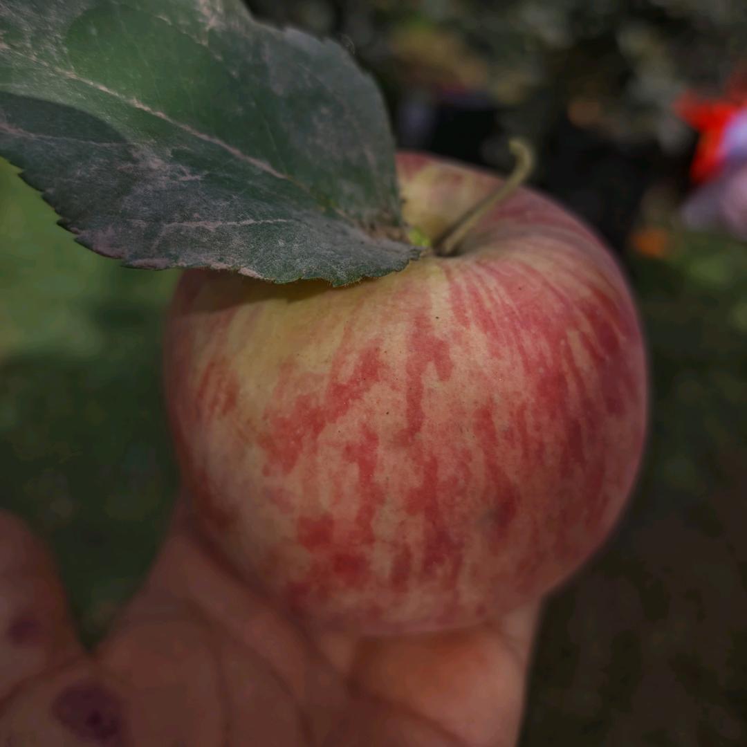 疆果鲜（阿芳）