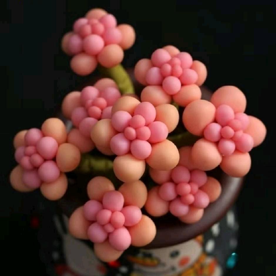 羲禾