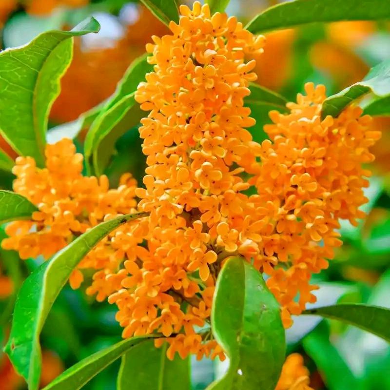 山东青州诚信花卉