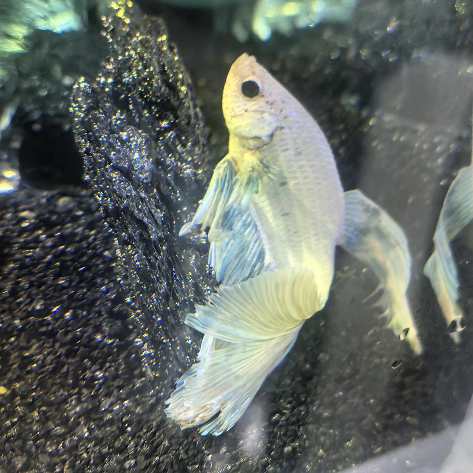 罗密欧与猪过夜.